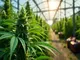 cannabis-news-global-marijuana-march-rekordfund-an-der-a5-und-erste-ernte-in-leipzig