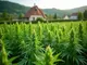 cannabis-news-grosse-funde-nachbarschaftskonflikte-und-rekordwachstum-in-europa