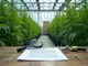 cannabis-news-huerden-fuer-anbauvereine-streeck-als-drogenbeauftragter-schmuggel-im-fokus