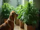 cannabis-news-mehr-konsum-risiken-fuer-hunde-grossfund-in-bremen-und-markttrends