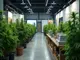 cannabis-news-rekordmesse-in-berlin-lizenzstau-in-thueringen-marktboom-und-kursrutsch