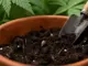 cannabis-samen-spitze-nach-oben-oder-unten-so-pflanzt-du-sie-richtig-ein