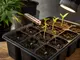 cannabis-samen-temperatur-welche-bedingungen-die-keimung-foerdern