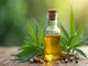 cannabis-sativa-oleum-wirkung-anwendung-und-positive-effekte