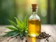 cannabis-sativa-seed-oil-wirkung-und-einsatzgebiete