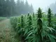 cannabis-sorten-fuer-den-anbau-in-kaltem-klima