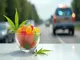cannabis-spuren-in-haribo-mehr-delikte-in-kassel-und-unfall-auf-a9-aktuelle-entwicklungen
