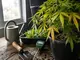 cannabis-stecklinge-gelbe-blaetter-die-haeufigsten-ursachen-und-besten-loesungen
