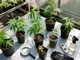 cannabis-stecklinge-getestet-so-erkennst-du-qualitaet-und-vitalitaet