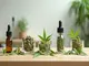 cannabis-unterschiedliche-wirkung-je-nach-sorte-und-konsumart-entdecken