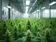 cannabis-weltweit-legalisierung-verdraengt-schwarzmarkt-neue-regeln-und-praevention-im-fokus