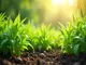 cbd-blueten-selber-pflanzen-der-ultimative-leitfaden