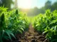 cbd-blueten-und-die-rechtslage-2023-was-aendert-sich