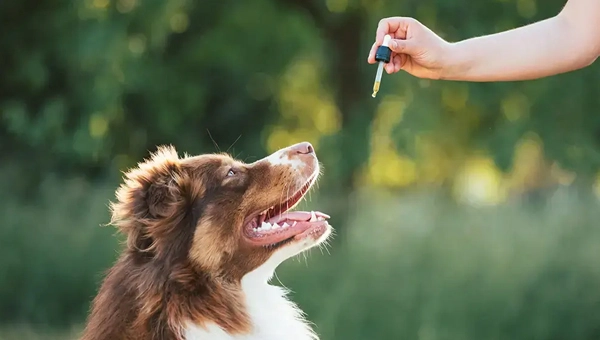 cbd-fuer-den-besten-freund-des-menschen-ein-leitfaden-fuer-hunde