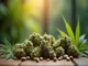 cbd-gehalt-im-fokus-so-findest-du-die-perfekten-blueten