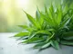 das-beste-aus-beiden-welten-cbd-gras-legal-geniessen