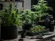 der-anbau-von-cannabis-hybriden-tipps-und-tricks