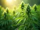 der-rausch-der-sinne-die-einzigartige-wirkung-von-haze-cannabis