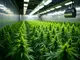die-bedeutung-von-co2-im-cannabis-anbau-tipps-und-tricks