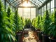 die-optimalen-cannabis-sorten-fuer-den-anbau-im-gewaechshaus
