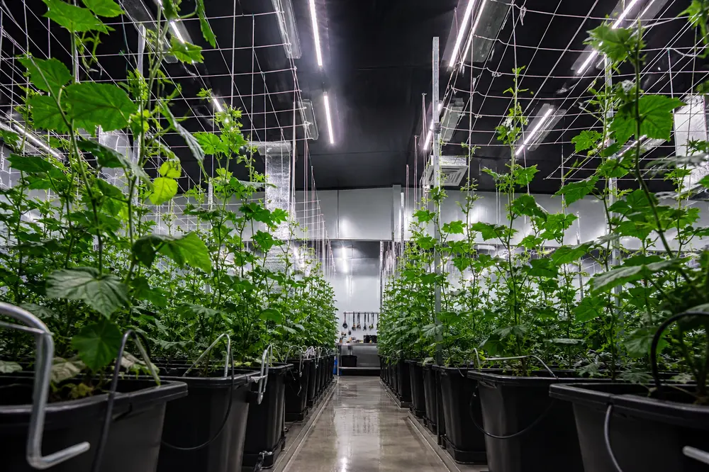Effizienter Cannabis Anbau mit Netz: Tipps und Tricks