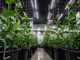 effizienter-cannabis-anbau-mit-netz-tipps-und-tricks