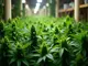 effizientes-wachstum-der-cannabis-anbau-mit-netzen