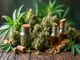 entdecke-die-welt-der-cbg-blueten-eine-alternative-zu-cbd