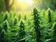 entdecke-unsere-besonderen-cannabis-sorten-mit-einem-hohen-cbd-gehalt