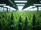 erste-legale-cannabis-ernten-grossrazzien-und-neue-anbauprojekte-in-deutschland-und-europa