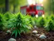 feuerwehr-entdeckt-cannabis-pflanzen-bei-einsatz-in-steinen-nach-brandalarm