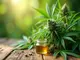 gestrecktes-cannabis-wie-wirkt-es-und-was-sind-die-folgen