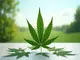 global-marijuana-march-2025-aktivisten-fordern-echte-legalisierung-und-klare-regeln