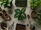 grow-anbau-guide