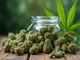 haltbarkeit-und-lagerung-von-cbd-blueten-tipps-und-tricks