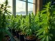 hamburg-die-perfekte-stadt-fuer-den-cannabis-anbau