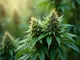 hoechste-qualitaet-cbd-blueten-mit-50-cbd-gehalt