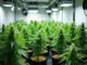 illegale-cannabis-plantagen-drogenfunde-und-neue-regeln-entwicklungen-in-deutschland