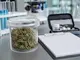 kalifornien-cannabisgebrauchsstoerungen-bei-jugendlichen-nehmen-wieder-zu