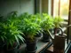 kompakte-groesse-grosse-wirkung-kleine-cannabis-sorten