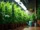 lass-sie-wachsen-die-besten-cannabis-sorten-fuer-scrog