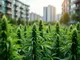 legales-cannabis-in-zuerich-und-nrw-studie-zeigt-rueckgang-des-schwarzmarkts-und-der-verfahren