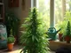 legalisierung-von-cannabis-kein-anstieg-des-konsums-polizei-geht-gegen-drogen-vor