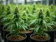 maennliche-pflanzen-im-cannabis-anbau-das-solltest-du-wissen