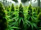 maximale-ausbeute-die-besten-cannabis-sorten-fuer-hohen-ertrag