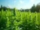 medizinisches-cannabis-hanf-zubehoer-und-neues-gesetz-entwicklungen-im-cannabis-bereich