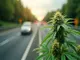 neue-regelungen-fuer-cannabis-konsum-im-strassenverkehr-und-gesundheitliche-risiken