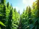 optimale-temperaturen-fuer-den-outdoor-cannabis-anbau