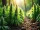 outdoor-cannabis-anbau-mit-autoflowering-sorten-das-musst-du-wissen