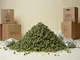 polizei-beschlagnahmt-rekordmengen-cannabis-italien-verbietet-industriehanf-aurora-stuerzt-ab